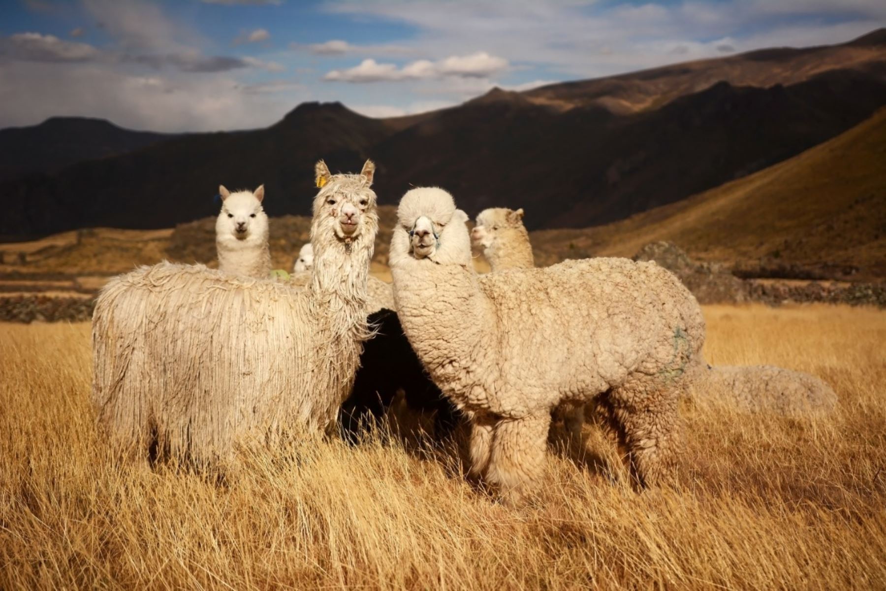 Según el último Censo Agropecuario del 2012, el Perú cuenta con tres millones 685,516 cabezas de alpaca.