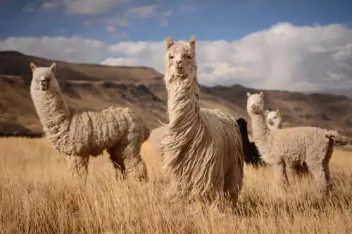 La alpaca, al igual que la llama, la vicuña y el guanaco que viven en las zonas altoandinas del Perú, poseen anticuerpos que según estudios científicos realizados en Estados Unidos, Bélgica y Chile, pueden evitar la infección del covid-19 en las células. ANDINA/Difusión