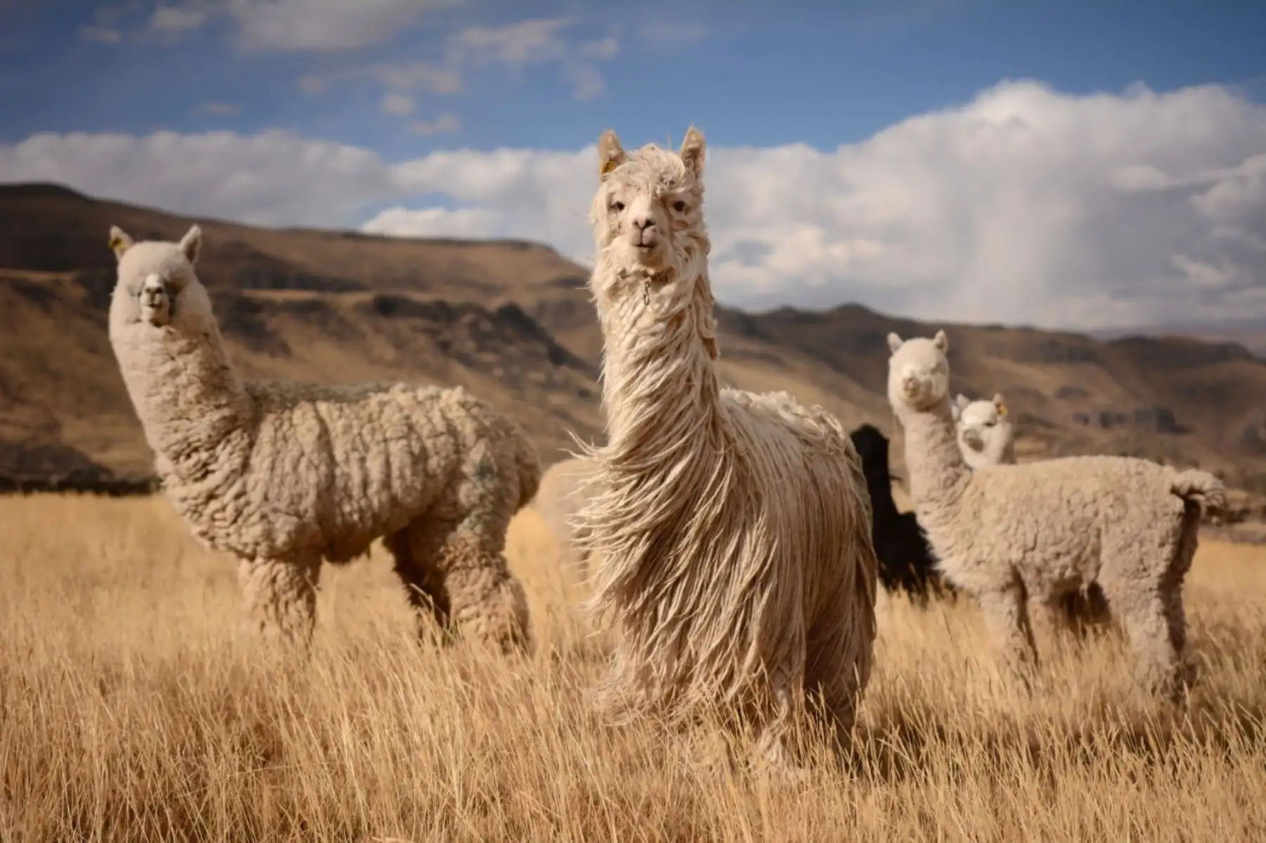El Perú celebra hoy 1 de agosto el Día Nacional de la Alpaca.