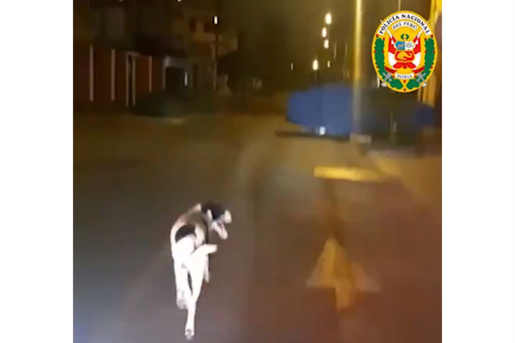 Perrito Manchas acompaña a la Policía en sus patrullajes. Foto: Captura TV