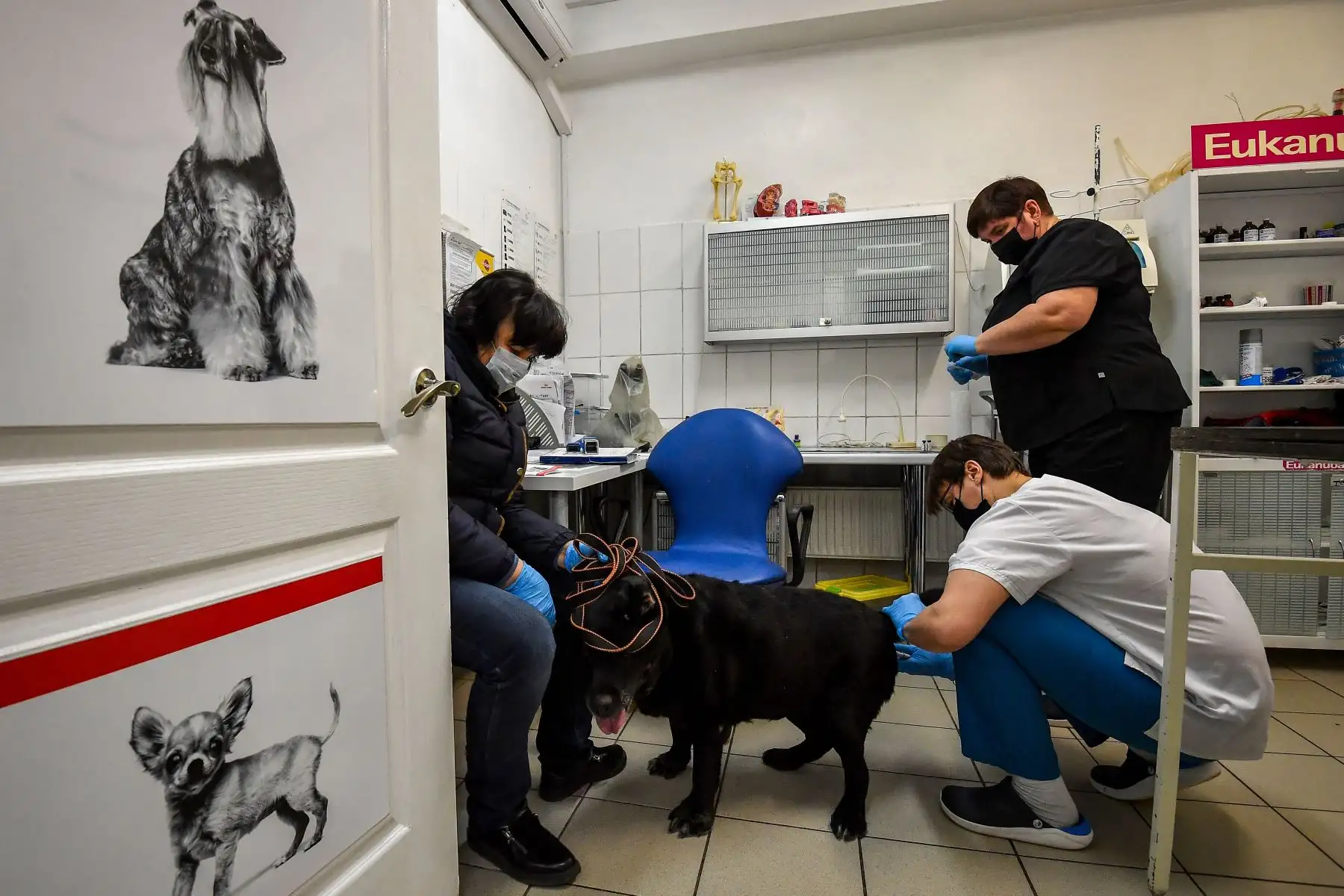Dos veterinarios con mascarillas examinan a un perro en la clínica veterinaria "ZooAcademy" en Moscú , durante un estricto encierro en Rusia para detener la propagación del coronavirus COVID-19.
Foto: AFP