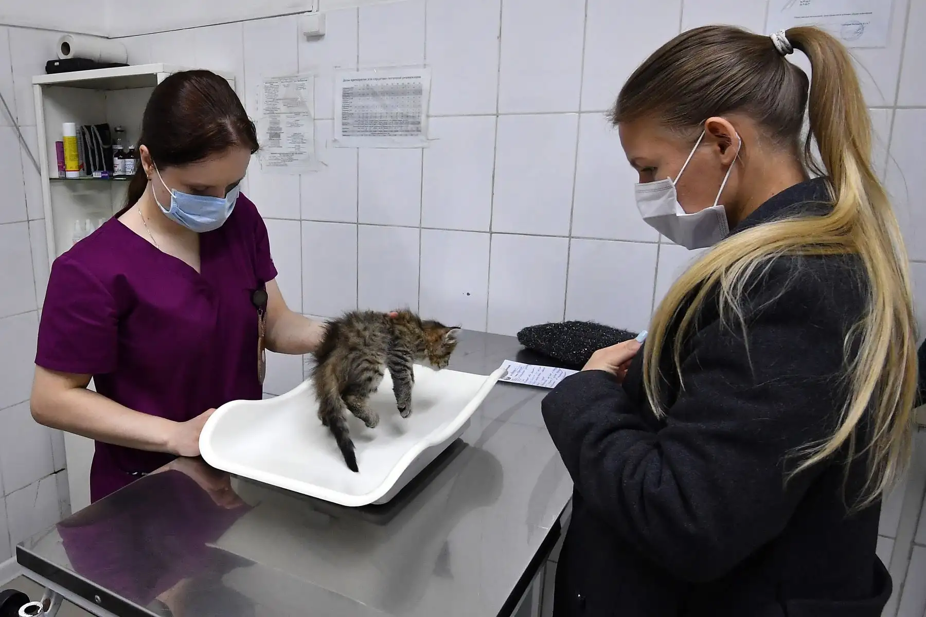 Un veterinario con una máscara facial examina a un gatito en la clínica veterinaria "ZooAcademy" en Moscú , durante un estricto encierro en Rusia para detener la propagación del coronavirus COVID-19.
Foto : AFP