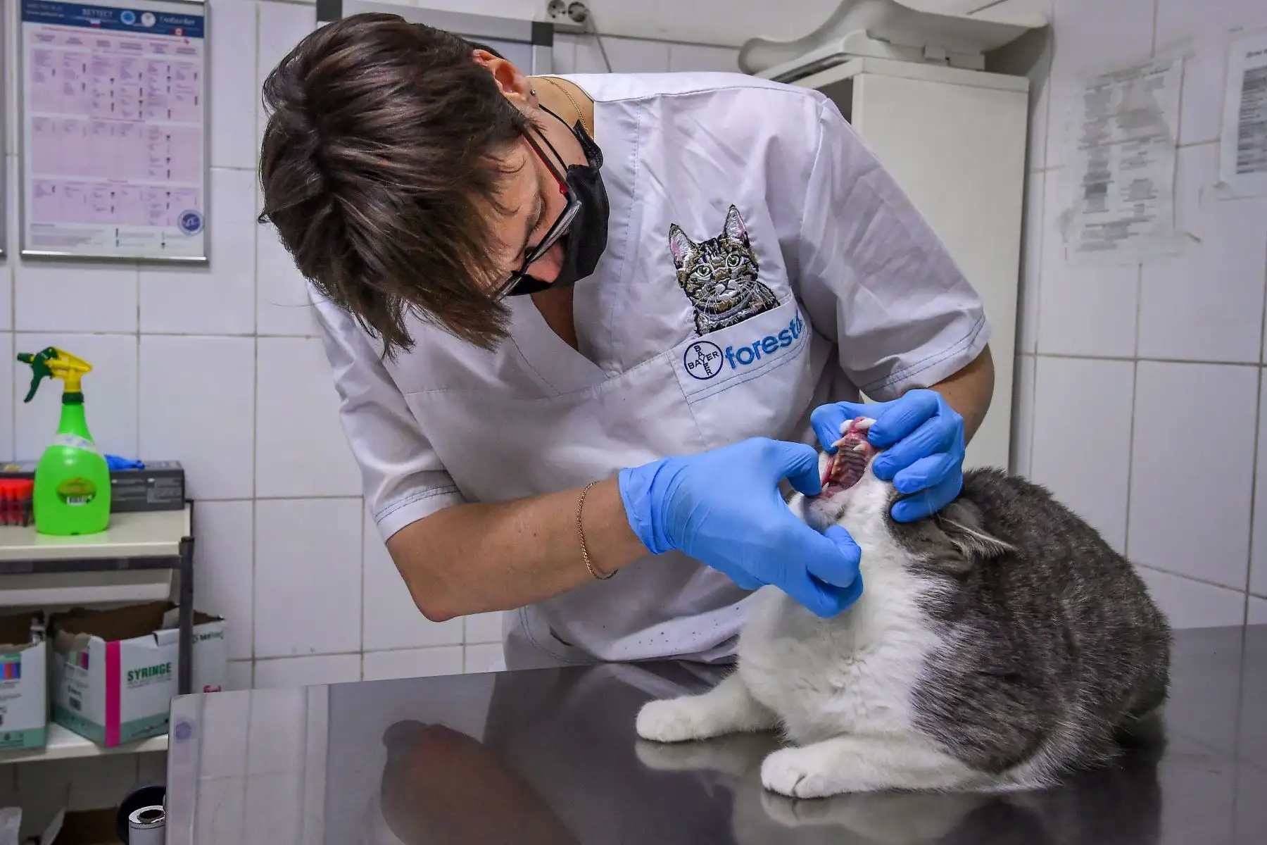 Un veterinario con una máscara facial examina a un gato en la clínica veterinaria "ZooAcademy" en Moscú, durante un estricto encierro en Rusia para detener la propagación del coronavirus COVID-19. 
Foto: AFP