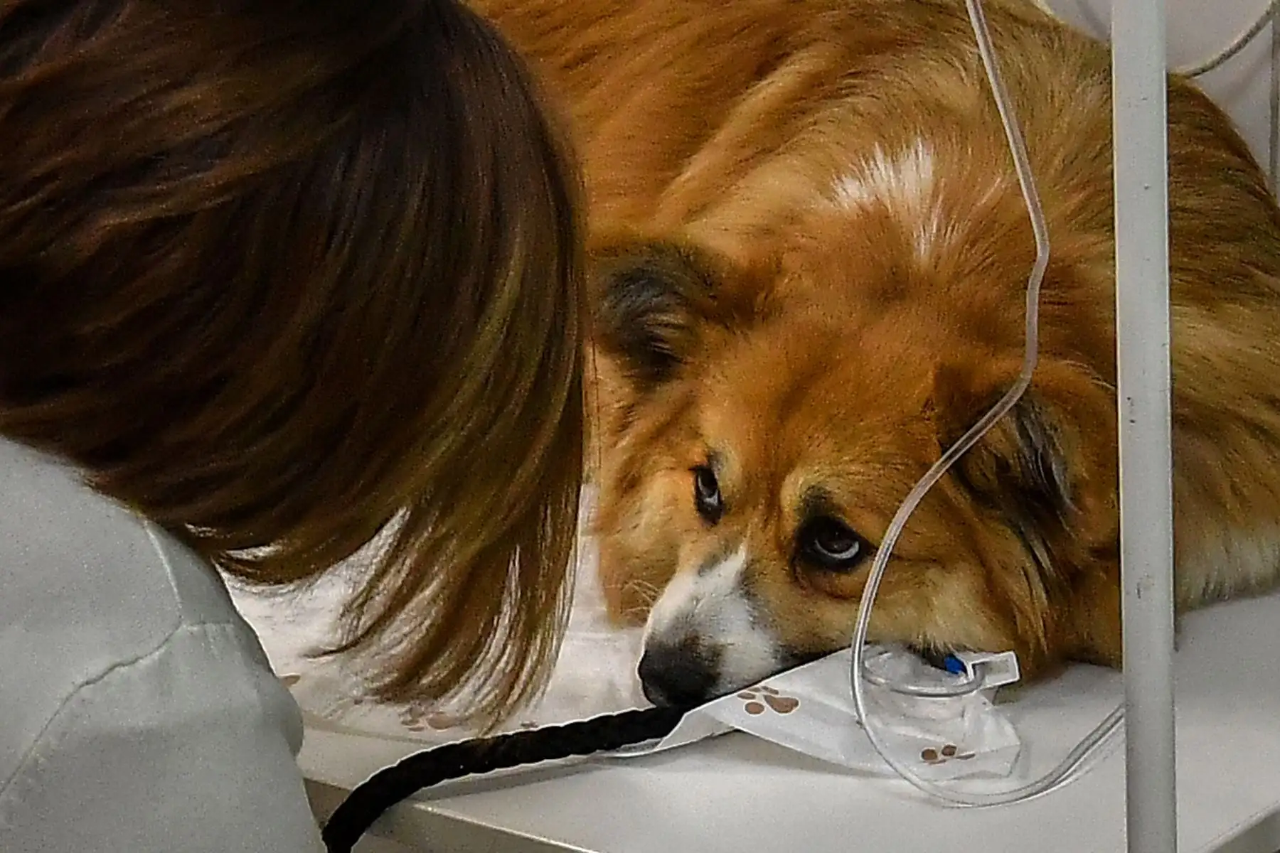 Una mujer mira a su perro durante un procedimiento de tratamiento en la clínica veterinaria "ZooAcademy" en Moscú, durante un estricto encierro en Rusia para detener la propagación del coronavirus COVID-19. 
Foto: AFP