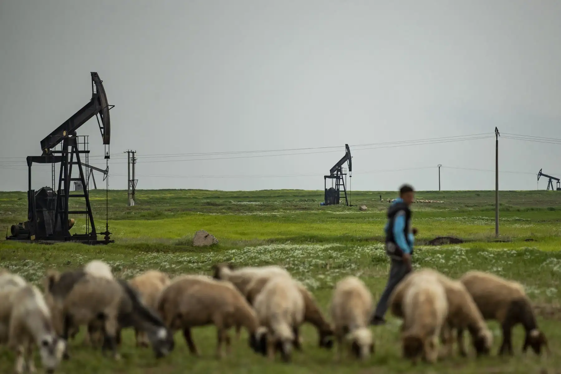 Un pastor sirio reúne a su rebaño junto a las bombas de petróleo en el campo petrolero Rmeilane en la provincia de Hasakeh, en el noreste de Siria. Foto: AFP