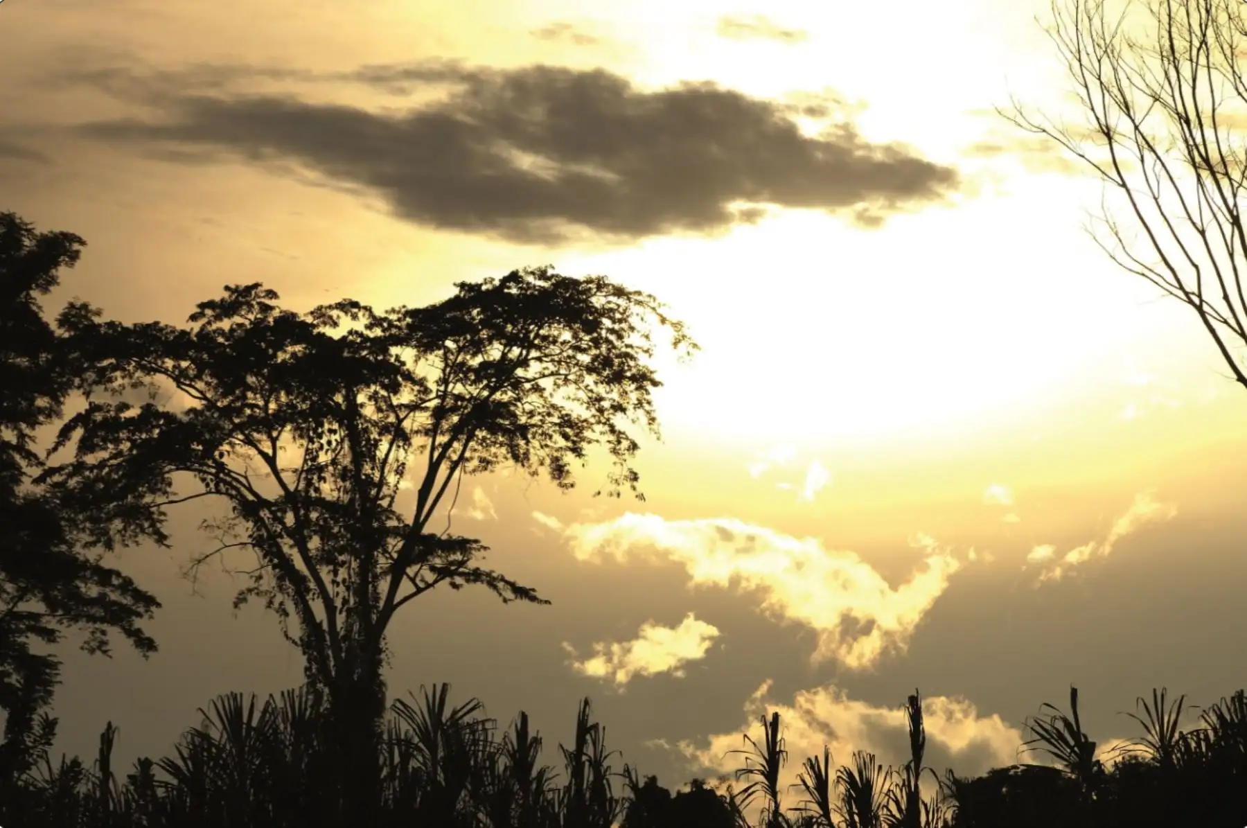 El bosque amazónica peruano constituye un espacio de gran potencial para las iniciativas de conservación.
