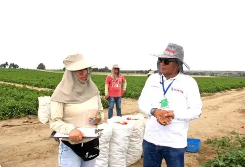 Un total de 29 empresas agroindustriales de La Libertad faltan acreditar su sistema de prevención del coronavirus, informó Sunafil. ANDINA/Difusión