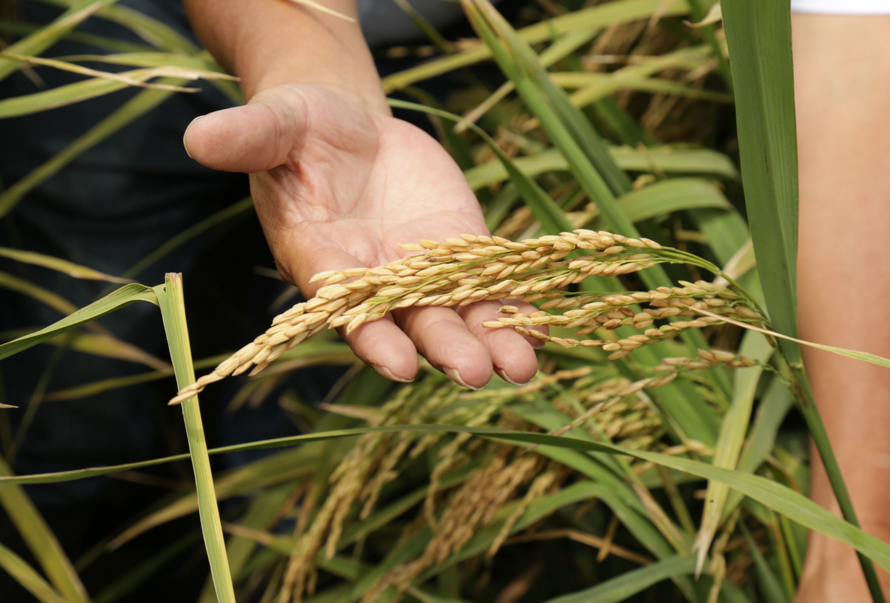 La Costa norte producirá una nueva variedad de arroz de alta calidad genética y resistente a plagas y enfermedades, anunció el INIA. ANDINA/Difusión