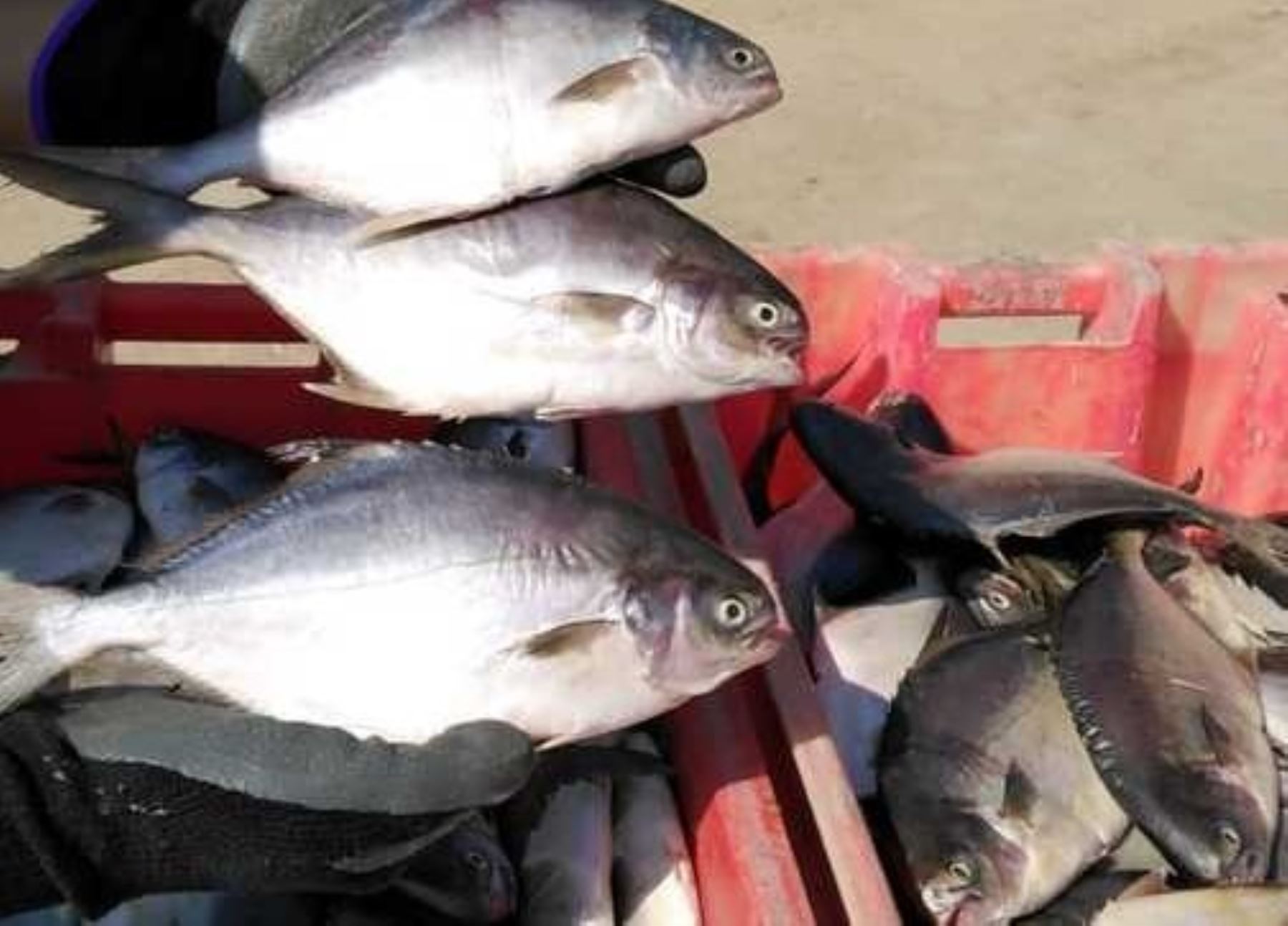El Ministerio de la Producción (Produce) decomisó 300 kilogramos de pescado "Pampanito", extraído ilegalmente frente a la Costa Verde en el distrito de Miraflores.