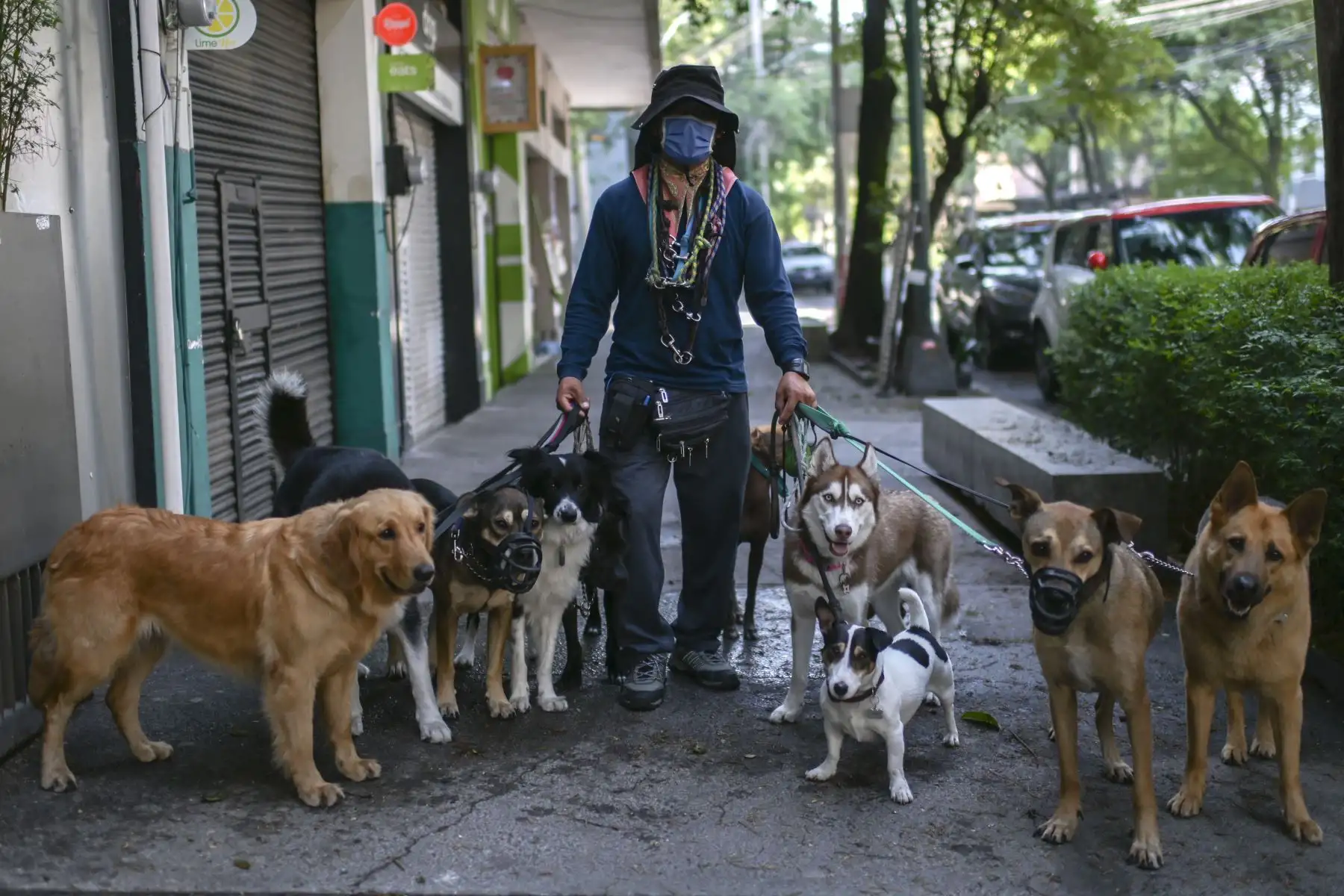 Un paseador de perros, posa para una foto en el barrio de La Condesa en la Ciudad de México el 22 de abril de 2020 durante la pandemia del coronavirus COVID-19. Foto: AFP