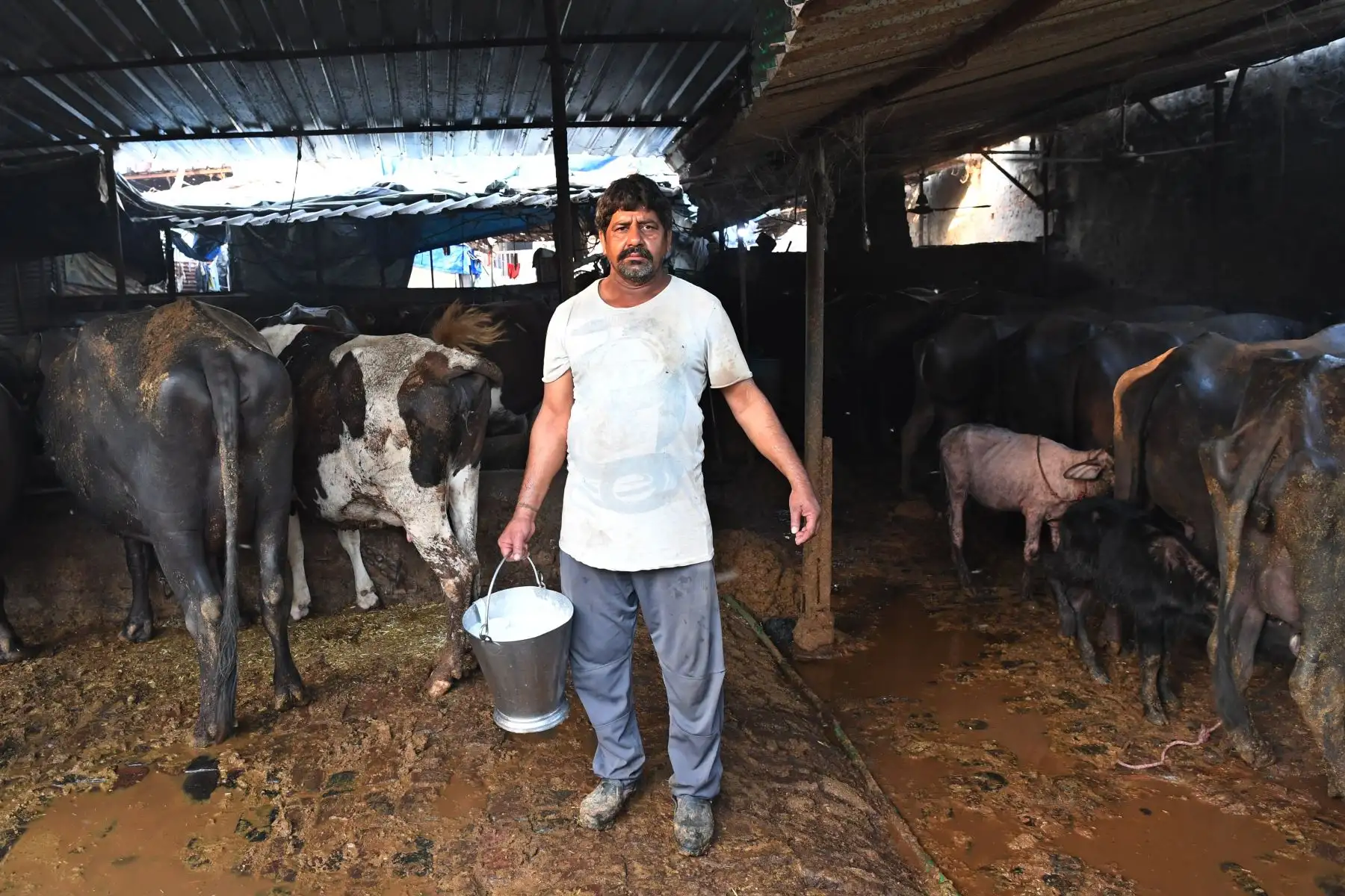 Un vendedor de leche, posa con un balde lleno de leche de búfalo en su granja lechera en Ghaziabad, Uttar Pradesh, India, el 22 de abril de 2020 durante la pandemia de coronavirus COVID-19. Foto: AFP