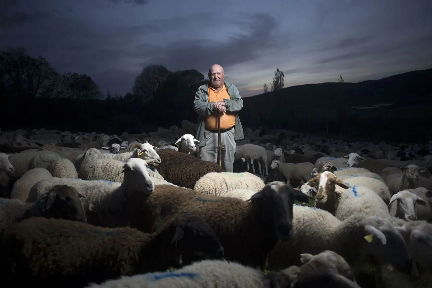 El español Ramón Montesinos Romano, pastor, posa con su rebaño de ovejas en Ronda, el 23 de abril de 2020 durante la pandemia de coronavirus COVID-19. Foto: AFP
