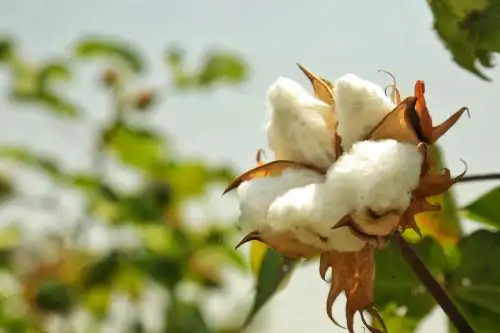 Reconocido en el mundo por su extraordinaria calidad, expresada en finura, suavidad, resistencia y longitud, el algodón peruano es una de las joyas de la industria textil peruana e internacional. Constituye uno de los principales cultivos del agro peruano, con una importante presencia en los valles de la costa.