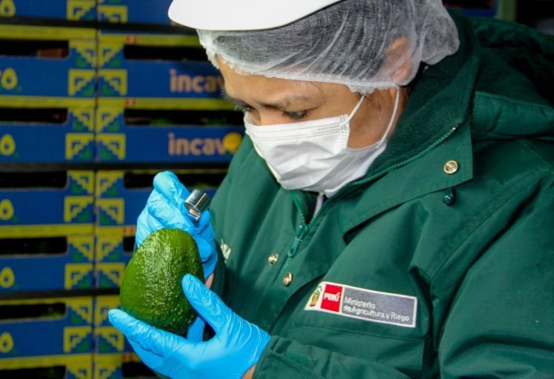 Cusco cumple con estándares fitosanitarios para evitar propagación del coronavirus (covid-19) y logra exportar más de 210 toneladas de palta Hass a los Países Bajos. ANDINA/Difusión