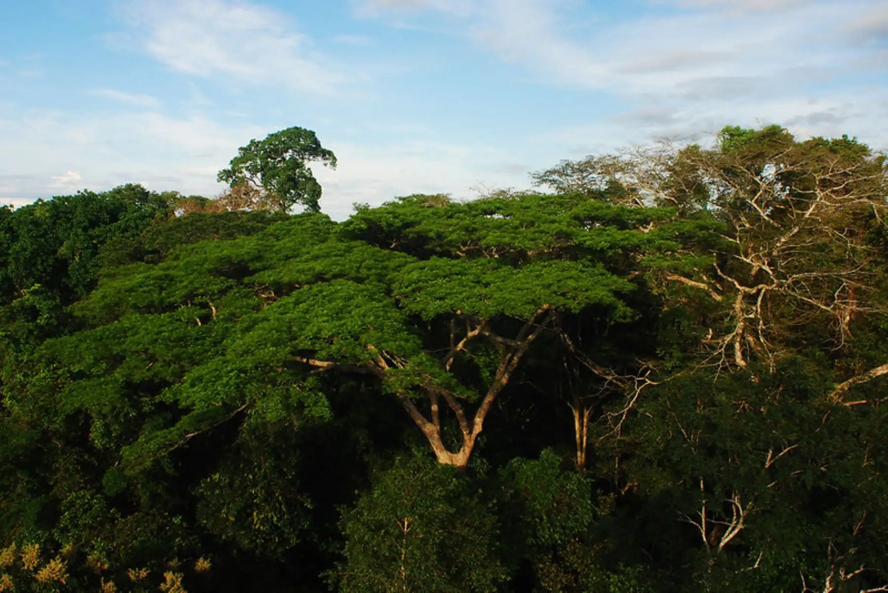 El director ejecutivo de Serfor, Alberto Gonzales-Zúñiga, afirmó que se fortalecerá la lucha contra la tala ilegal, el tráfico ilícito de recursos forestales y otros delitos ambientales. Foto: ANDINA/Difusión