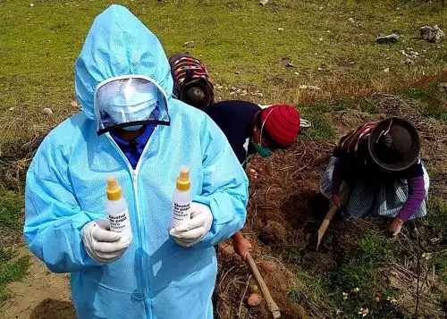 Agricultores del distrito de Pazos, en Huancavelica, recibieron alcohol antiséptico que elaboró una empresa peruana a base de la papa nativa cultivada en dicha región. Foto: Pedro Tinoco