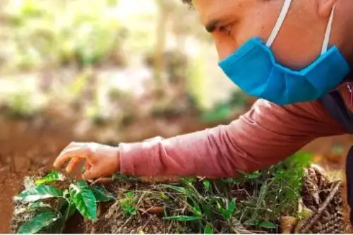 Más de 1,500 familias del Vraem se beneficiarán con cultivos de café, un cultivo que promueve el desarrollo alternativo. Foto: ANDINA/Difusión