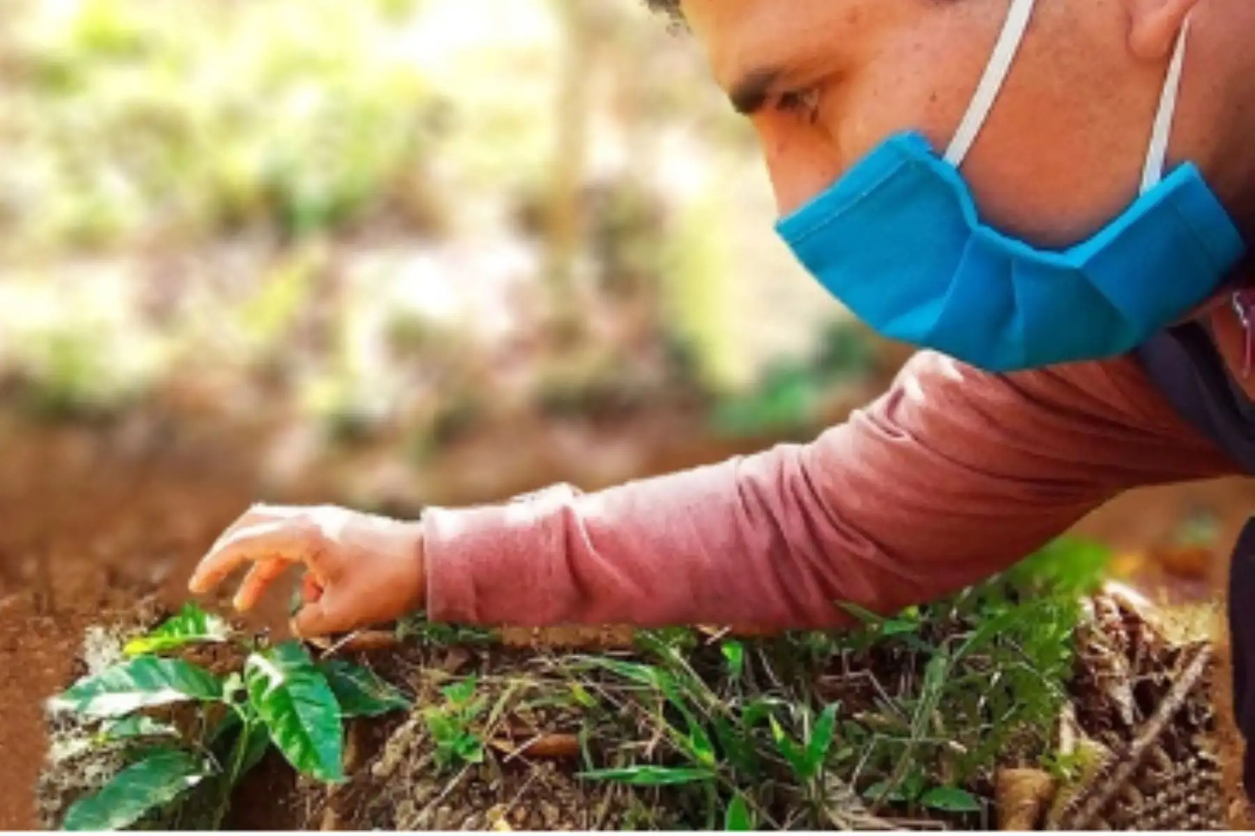 Más de 1,500 familias del Vraem se beneficiarán con cultivos de café, un cultivo que promueve el desarrollo alternativo. Foto: ANDINA/Difusión