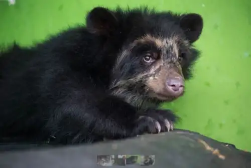 Reserva Nacional Calipuy cumple 40 años conservando especie amenazada de oso de anteojos. ANDINA/Difusión