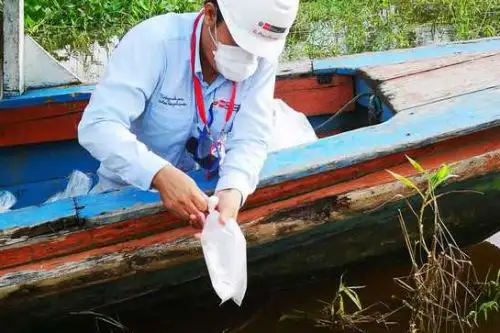 Produce decomisó 11,220 peces ornamentales amazónicos extraídos ilegalmente en Iquitos y los regresó a la cuenca del río Amazonas. Foto: Produce