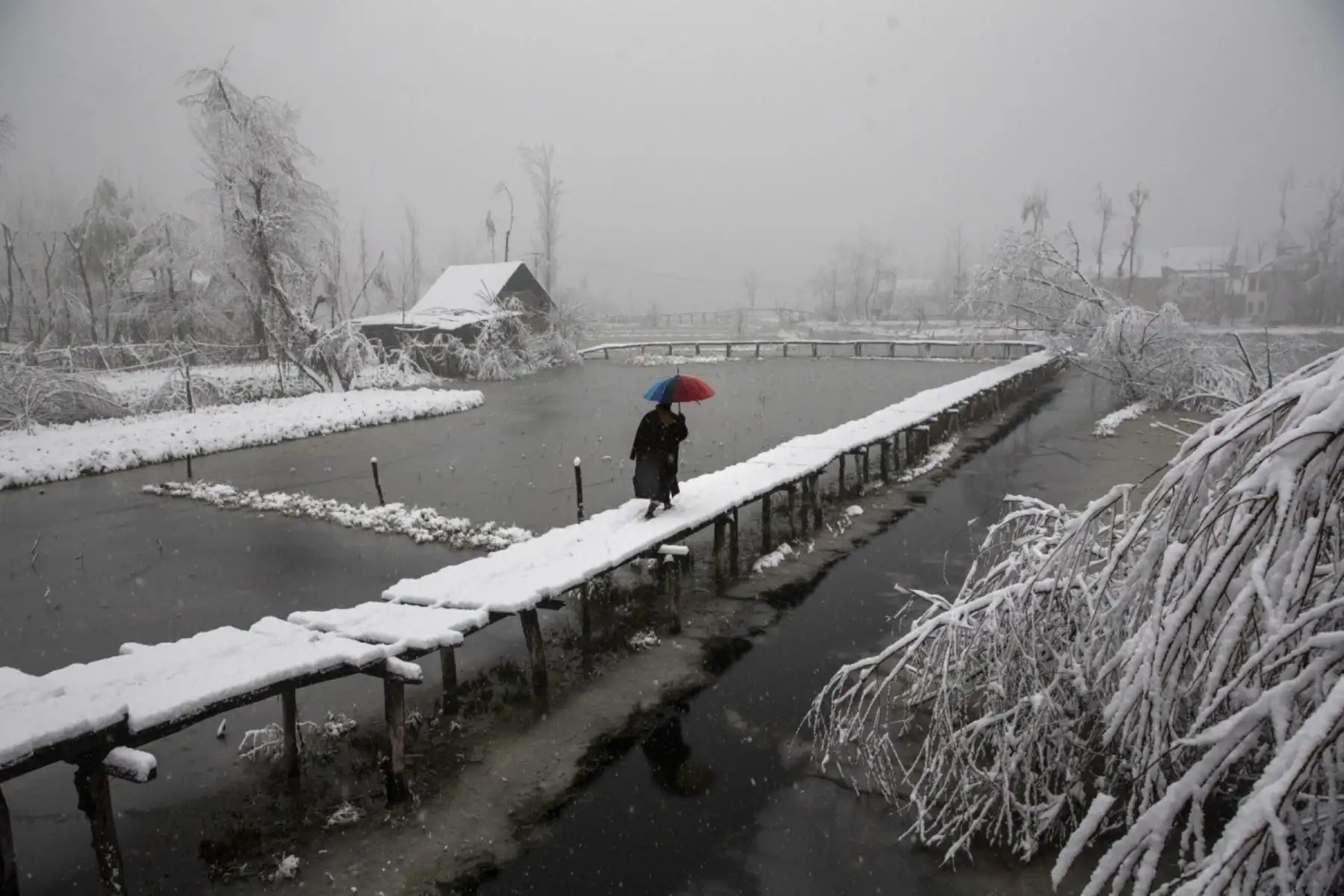 Un hombre Kashmiri camina sobre una pasarela cubierta de nieve mientras nieva en el interior del lago Dal Srinagar, Cachemira controlada por la India. Foto: AP/Pulitzer