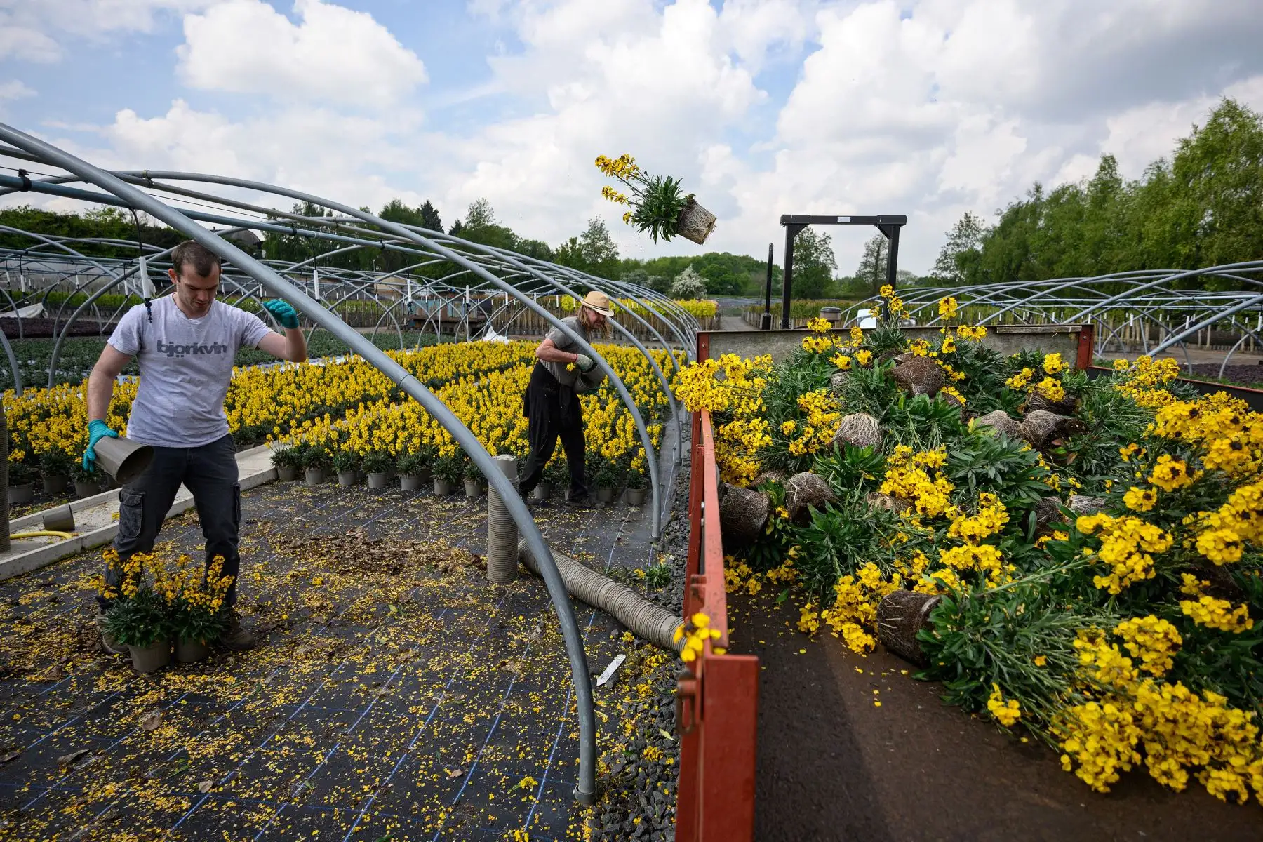 El personal de The Bransford Webbs Plant Company arroja plantas florecientes Erysimum 