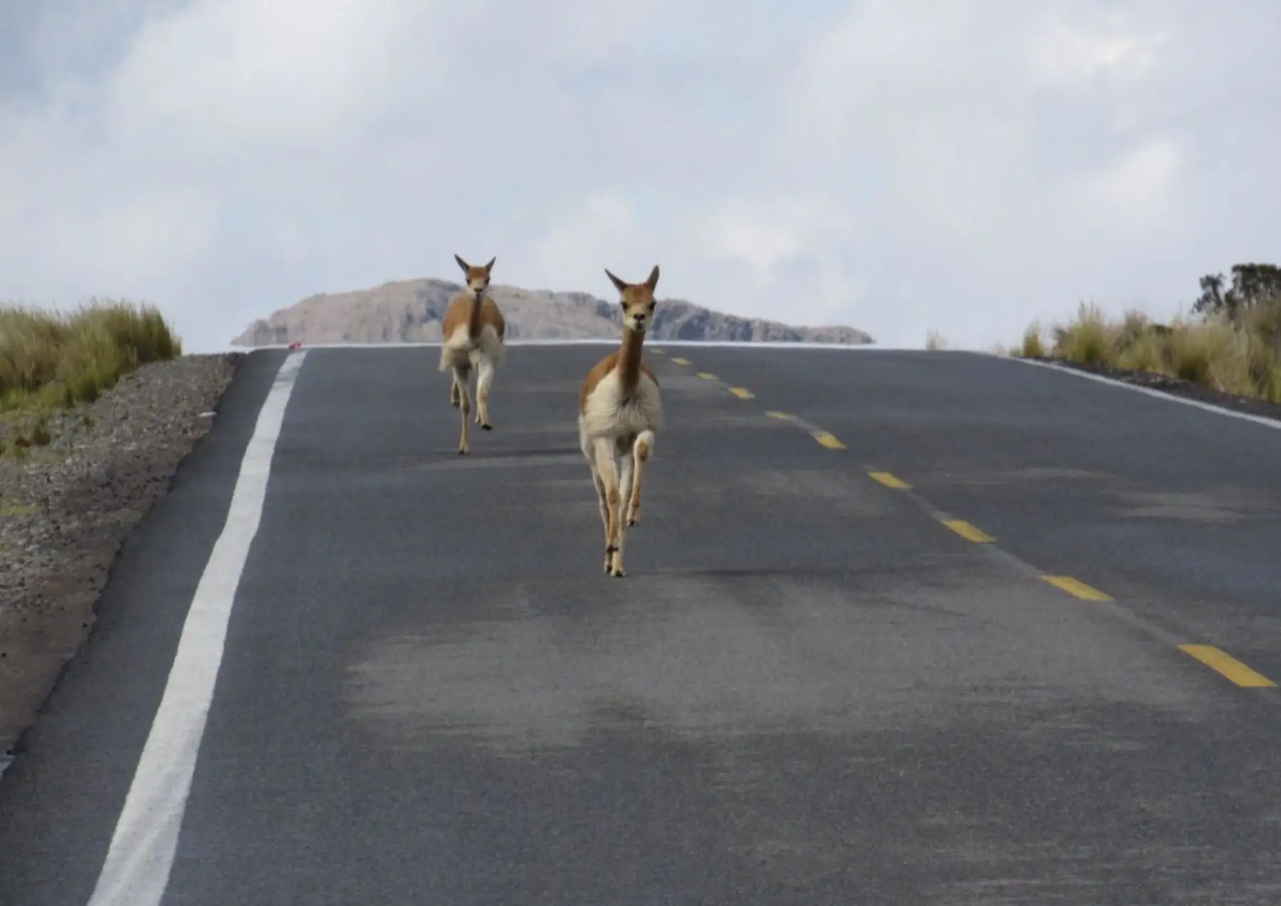 Vicuñas, osos de anteojos y otros animales silvestres caminan tranquilos y se dejan ver en las áreas naturales protegidas de Perú en estos tiempos de cuarentena por el coronavirus.