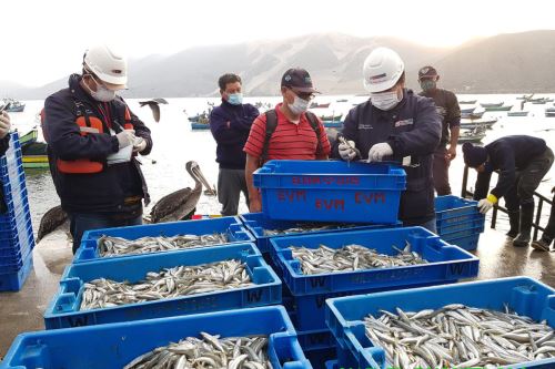 Decomiso de pejerrey pescado ilegalmente. ANDINA/Vidal Tarqui