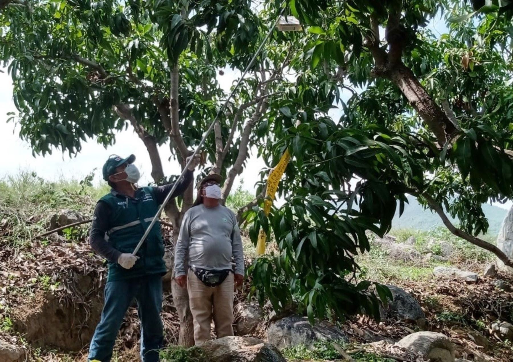 Senasa ejecuta acciones para erradicar y controlar la mosca de la fruta en Piura y proteger a la agricultura familiar de esa región.