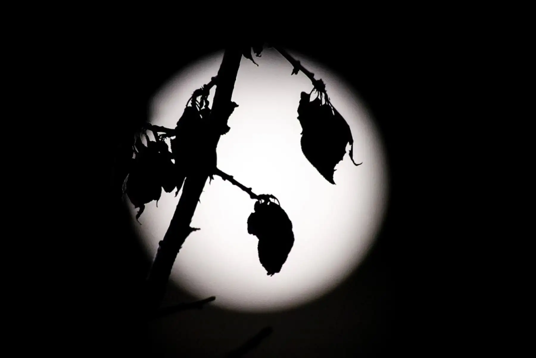 La luna llena de mayo, conocida como "luna de flores", se ve detrás de las flores de un árbol cerca de Pristina.Foto:AFP