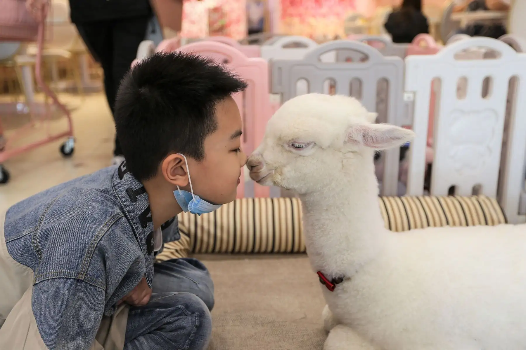 Esta foto muestra a un niño jugando con una alpaca en un café con temas de mascotas en Shenyang, en la provincia nororiental china de Liaoning. Foto: AFP