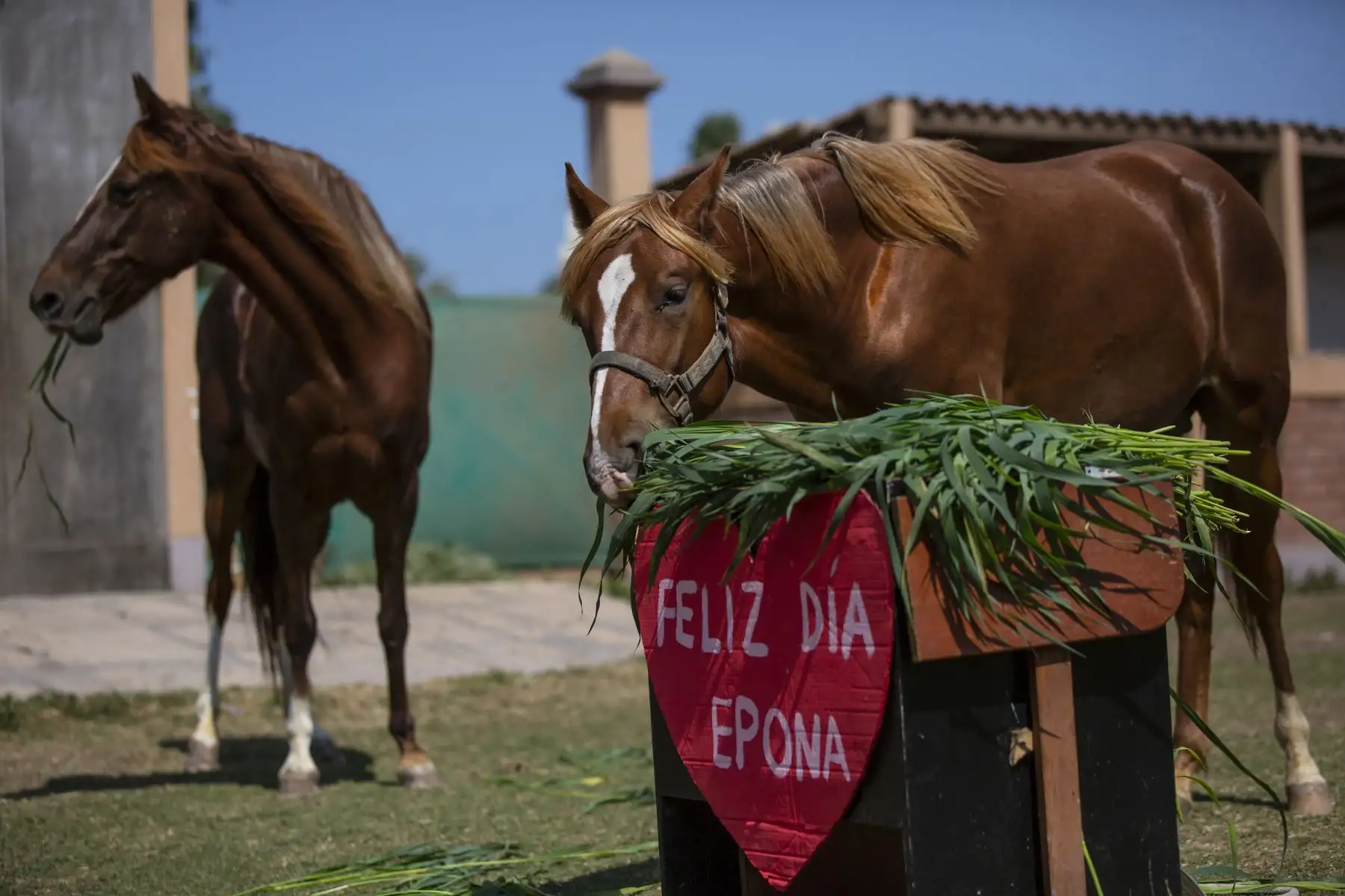 El Parque de las Leyendas celebró de Día de la Madre  de sus animales. Foto: ANDINA/Municipalidad de Lima
