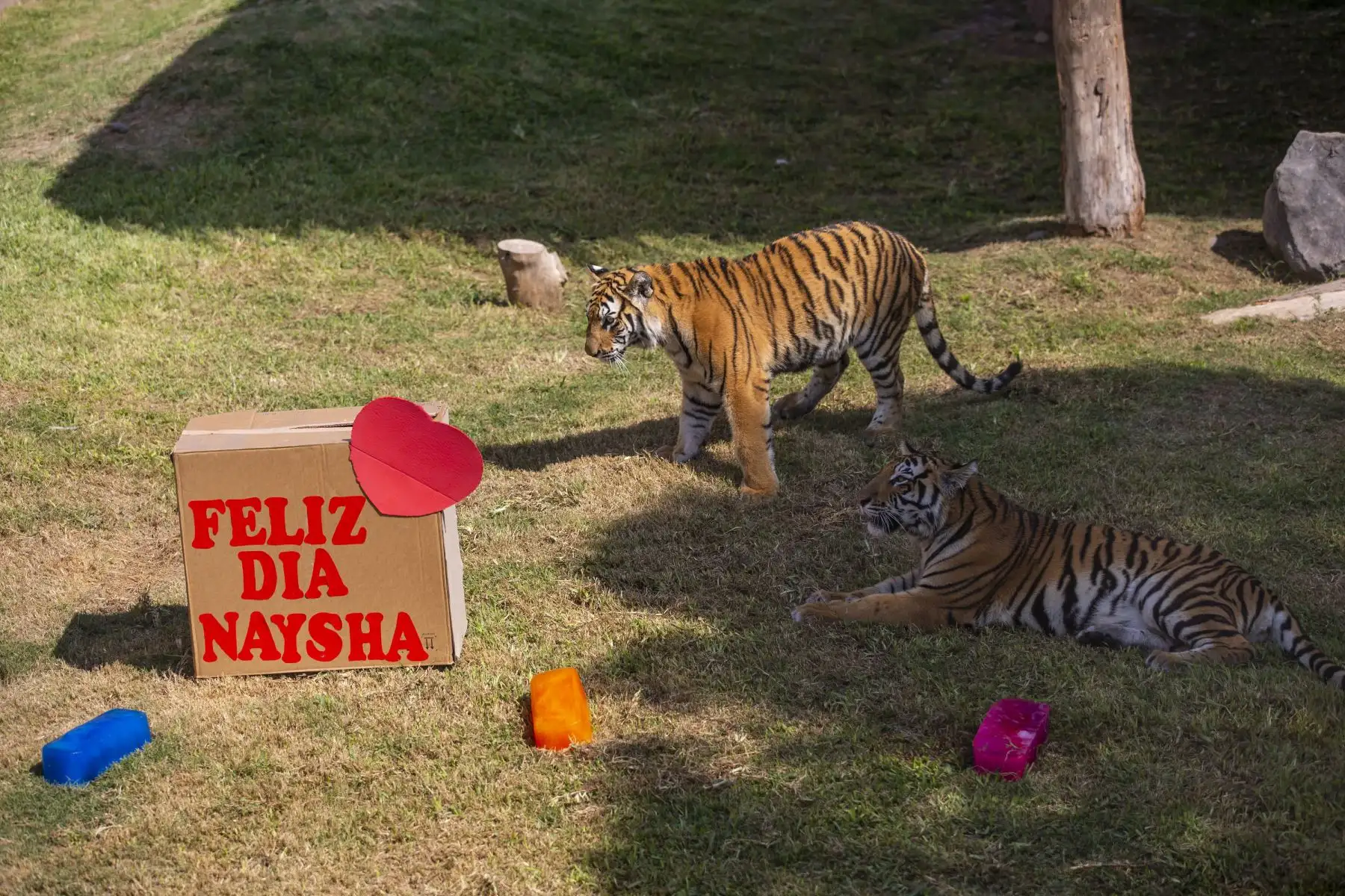 El Parque de las Leyendas celebró de Día de la Madre  de sus animales. Foto: ANDINA/Municipalidad de Lima