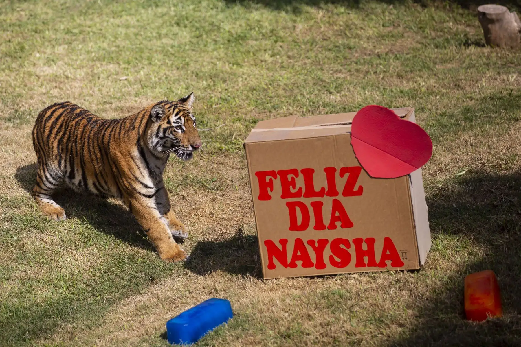 El Parque de las Leyendas celebró de Día de la Madre  de sus animales. Foto: ANDINA/Municipalidad de Lima