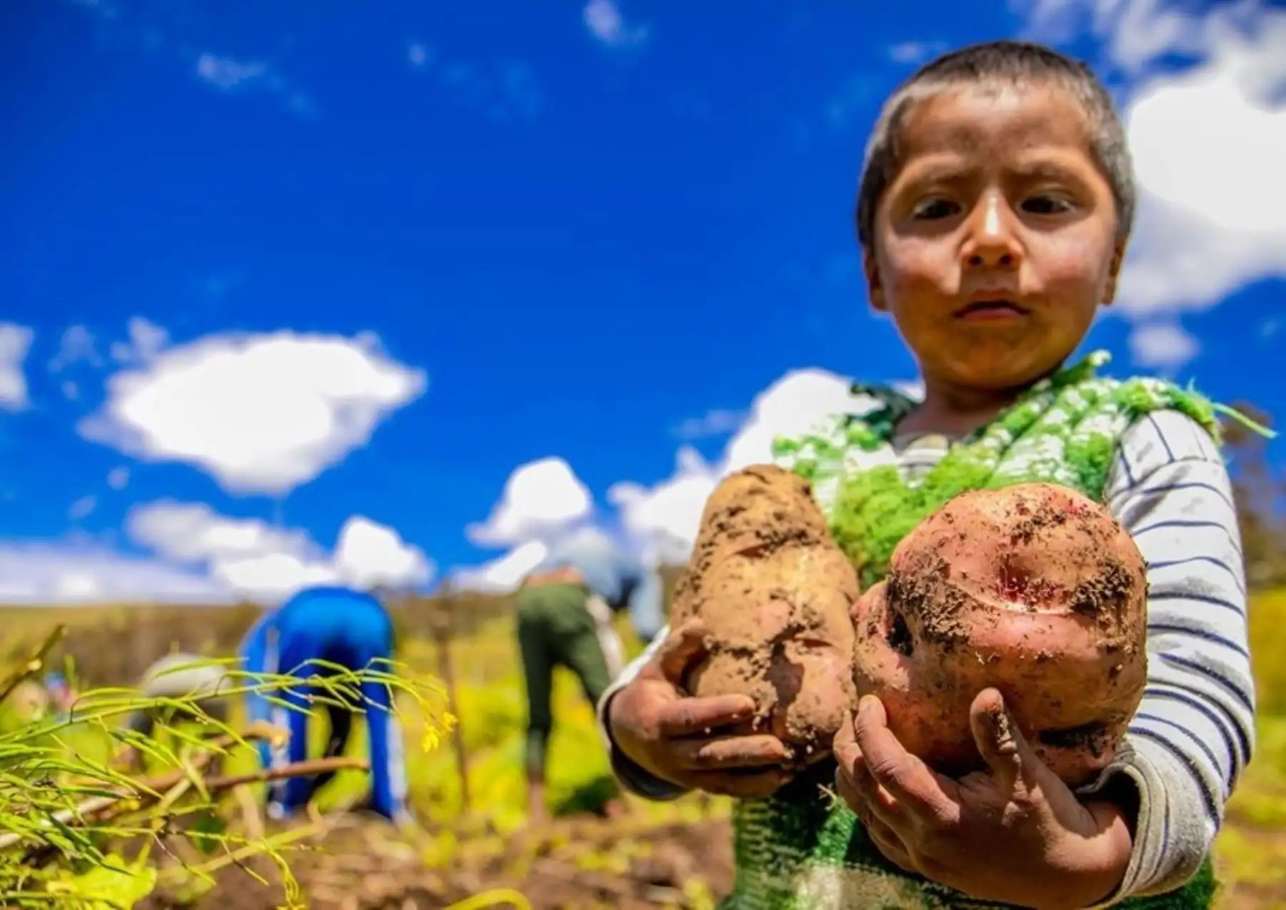 Agricultores de papa del distrito de San Jerónimo, en Apurímac, piden apoyo para trasladar y vender sus productos.  ANDINA/Difusión