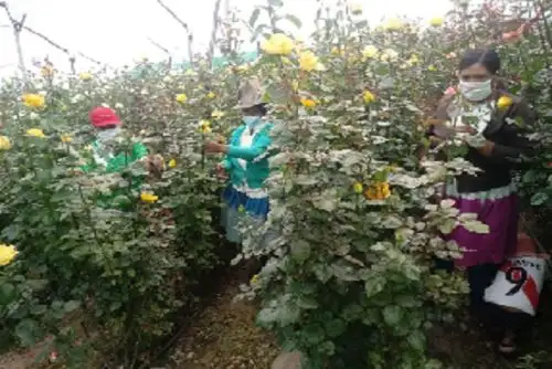 Emprendimientos de Haku Wiñay aumenta ingresos con venta de flores en varias ciudades