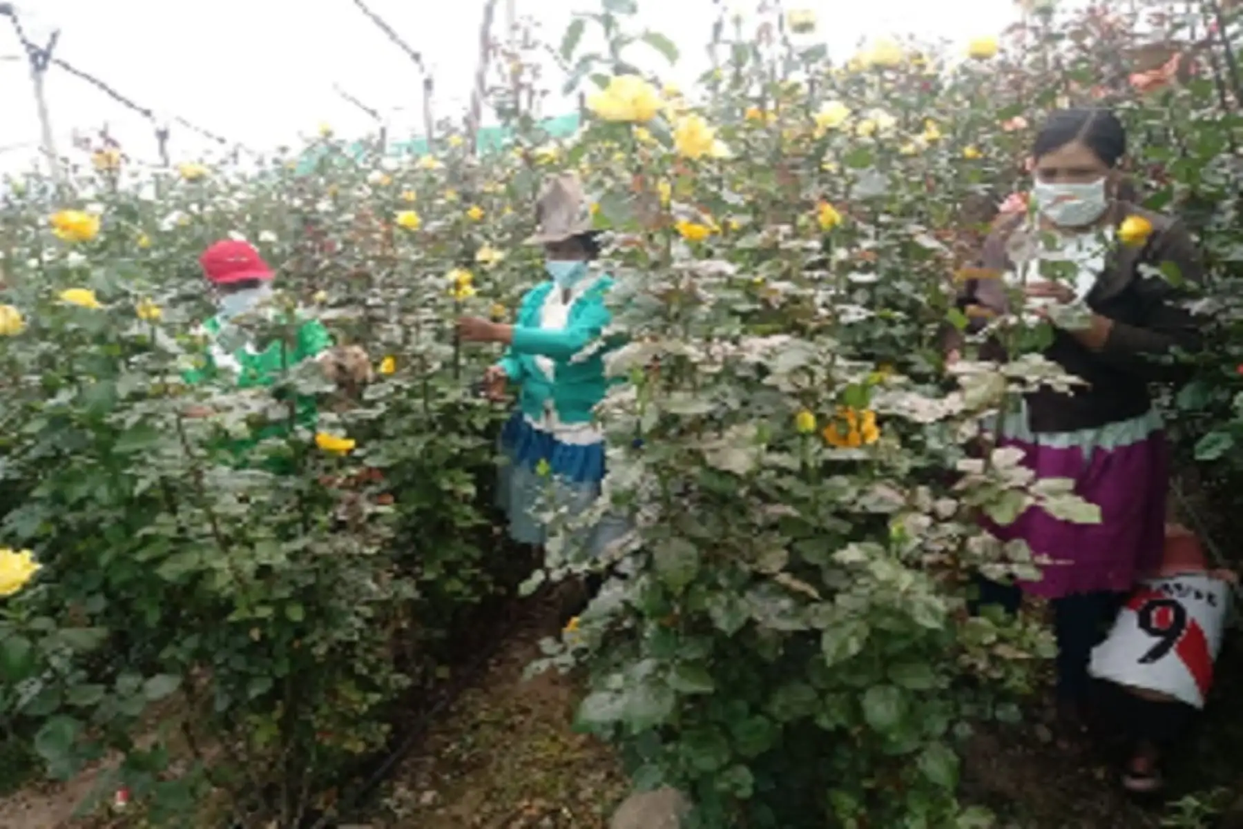 Emprendimientos de Haku Wiñay aumenta ingresos con venta de flores en varias ciudades
