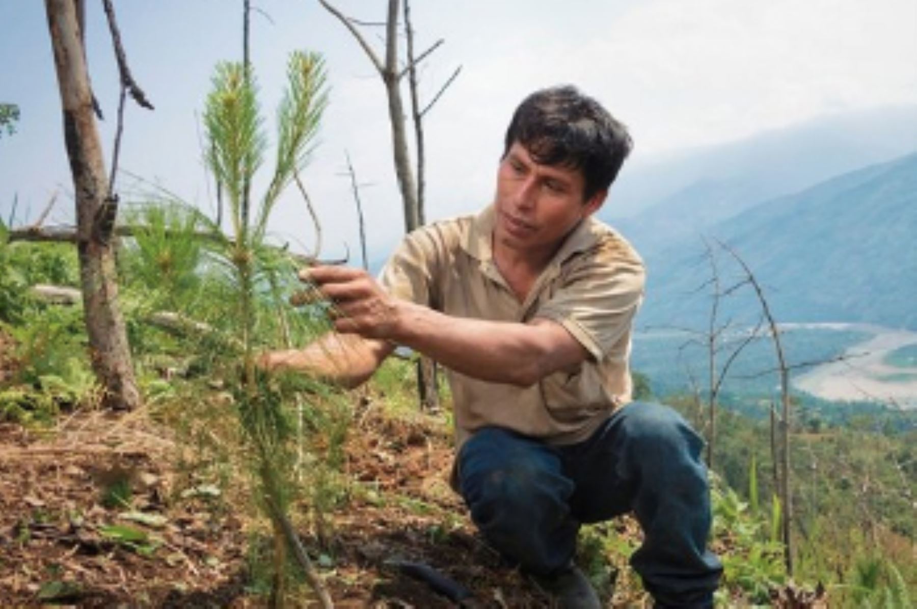 Devida transfiere más de S/ 3 millones para reforestar 2,380 hectáreas en Anchihuay, Anco y Santa Rosa, región Ayacucho.