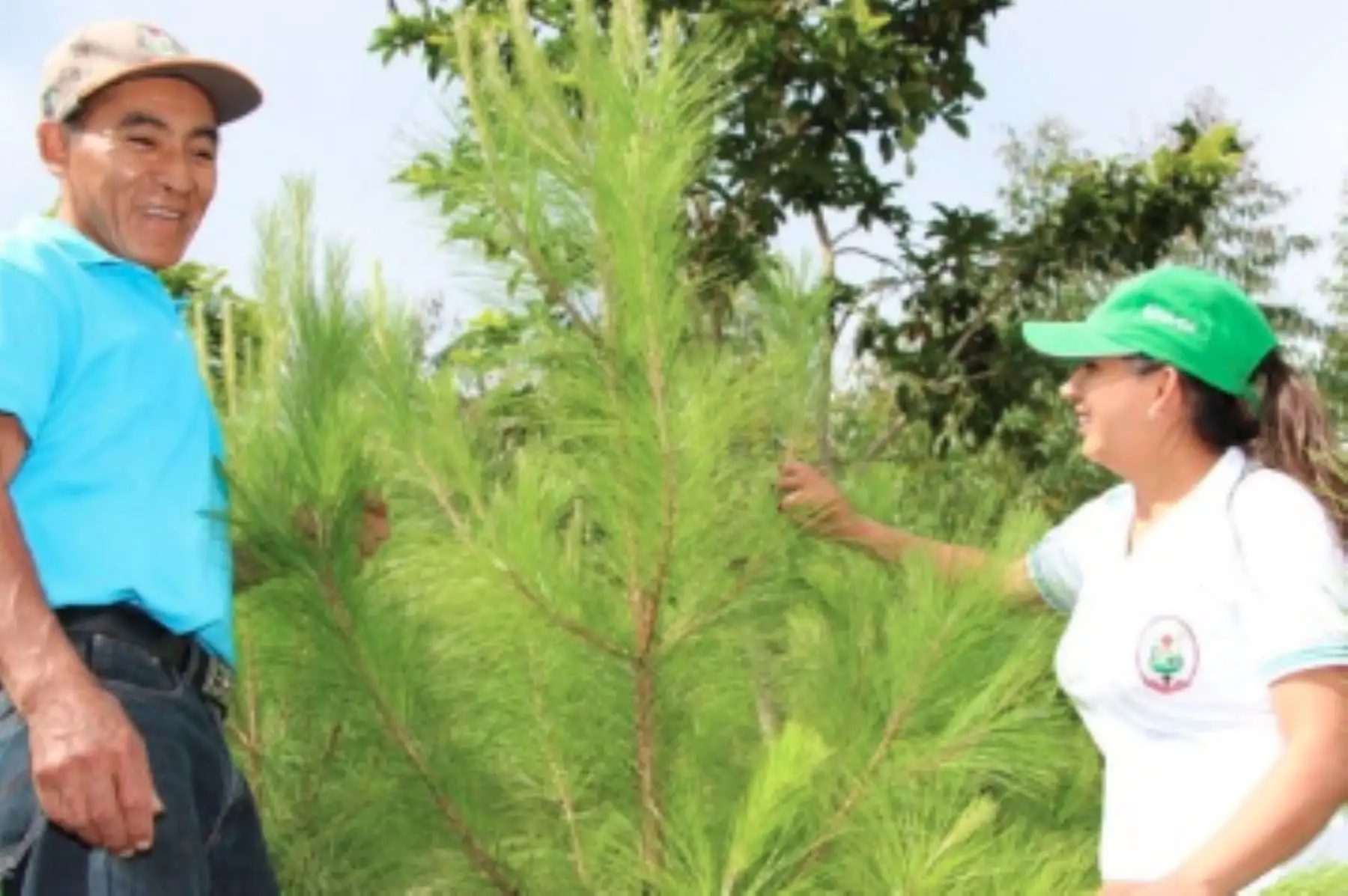 Devida transfiere más de S/ 3 millones para reforestar 2,380 hectáreas en Anchihuay, Anco y Santa Rosa, región Ayacucho.