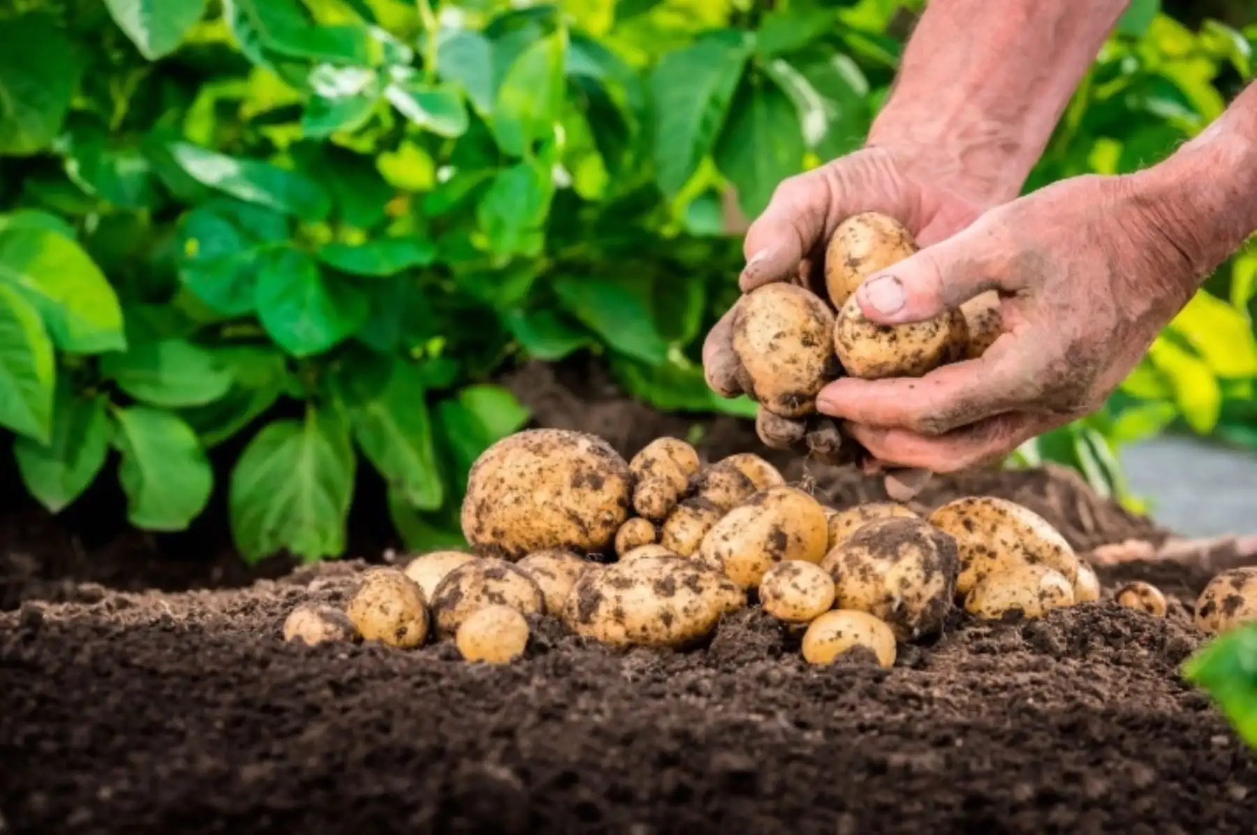 Junín: productores venden 35 toneladas de papa para abastecer al mercado nacional