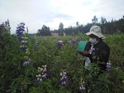 Más de 30,000 familias de la agricultura familiar en el país generan sus ingresos con el cultivo de tarwi, informó el Midagri.  ANDINA/Difusión