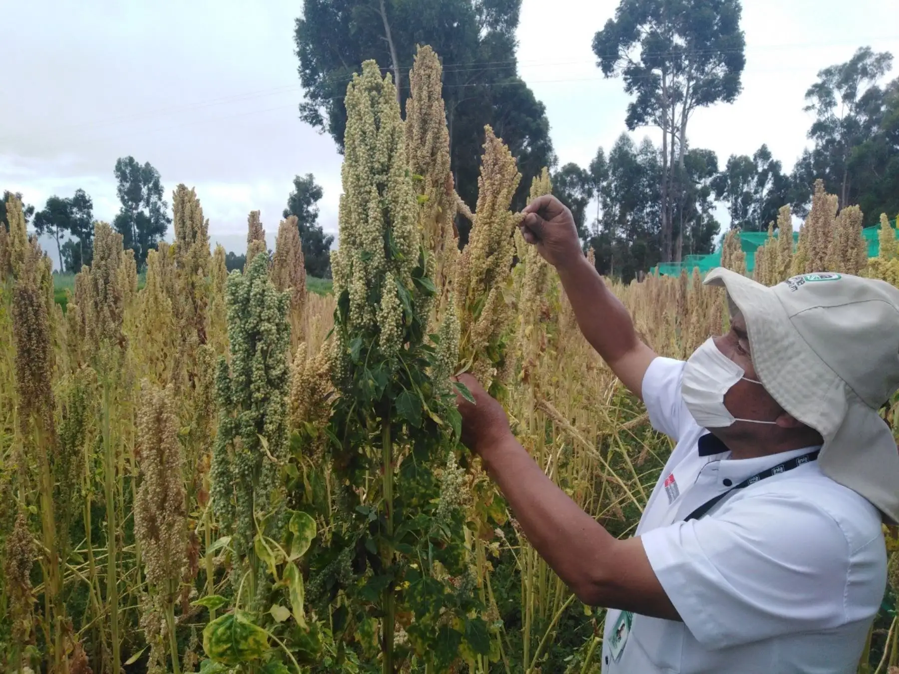 El INIA presenta en Junín una nueva variedad de quinua con alto valor nutricional y calidad genética. ANDINA/Difusión