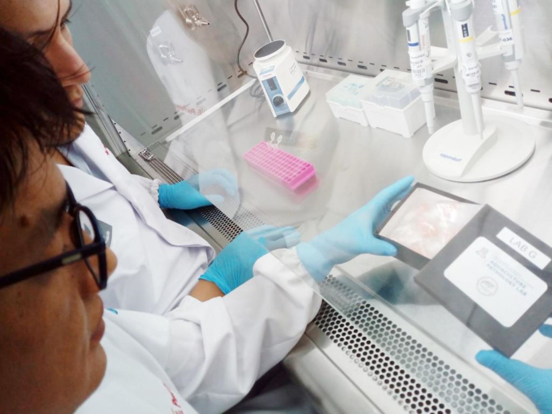 Laboratorio Acuícola de Sanipes en Tumbes culminó con éxito ensayos de detección de patógenos en crustáceos.