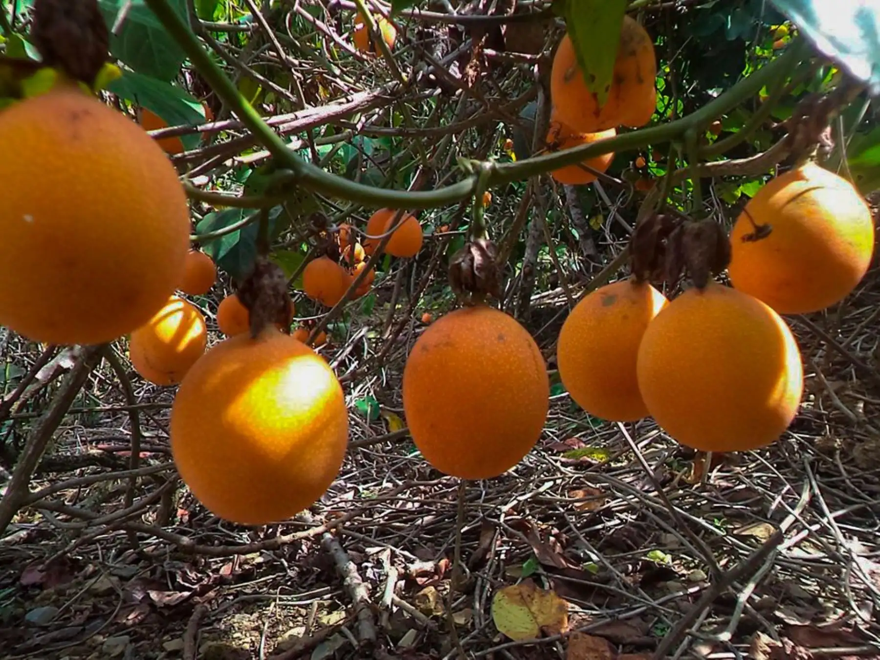 Gracias al trabajo de articulación comercial impulsado por Sierra y Selva Exportadora, la municipalidad provincial de Sandia y otras instituciones del Estado, se logró descongelar la actividad productiva. Foto: Difusión