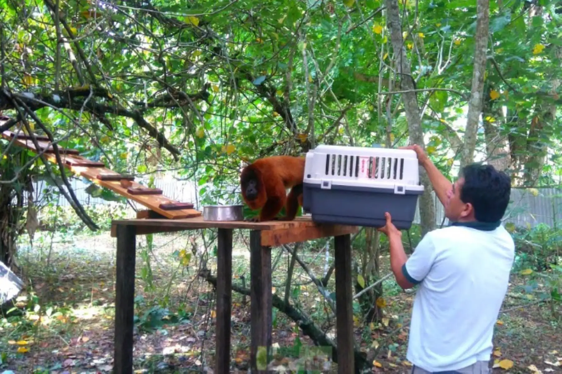 Doce centros de cría más, entre zoológicos y centros de rescate, recibieron una contribución económica para la alimentación y cuidado de los animales silvestres que albergan, gracias a la campaña “Ellos también nos necesitan”, informó el Servicio Nacional Forestal y de Fauna Silvestre (Serfor), entidad adscrita al Ministerio de Agricultura y Riego (Minagri).