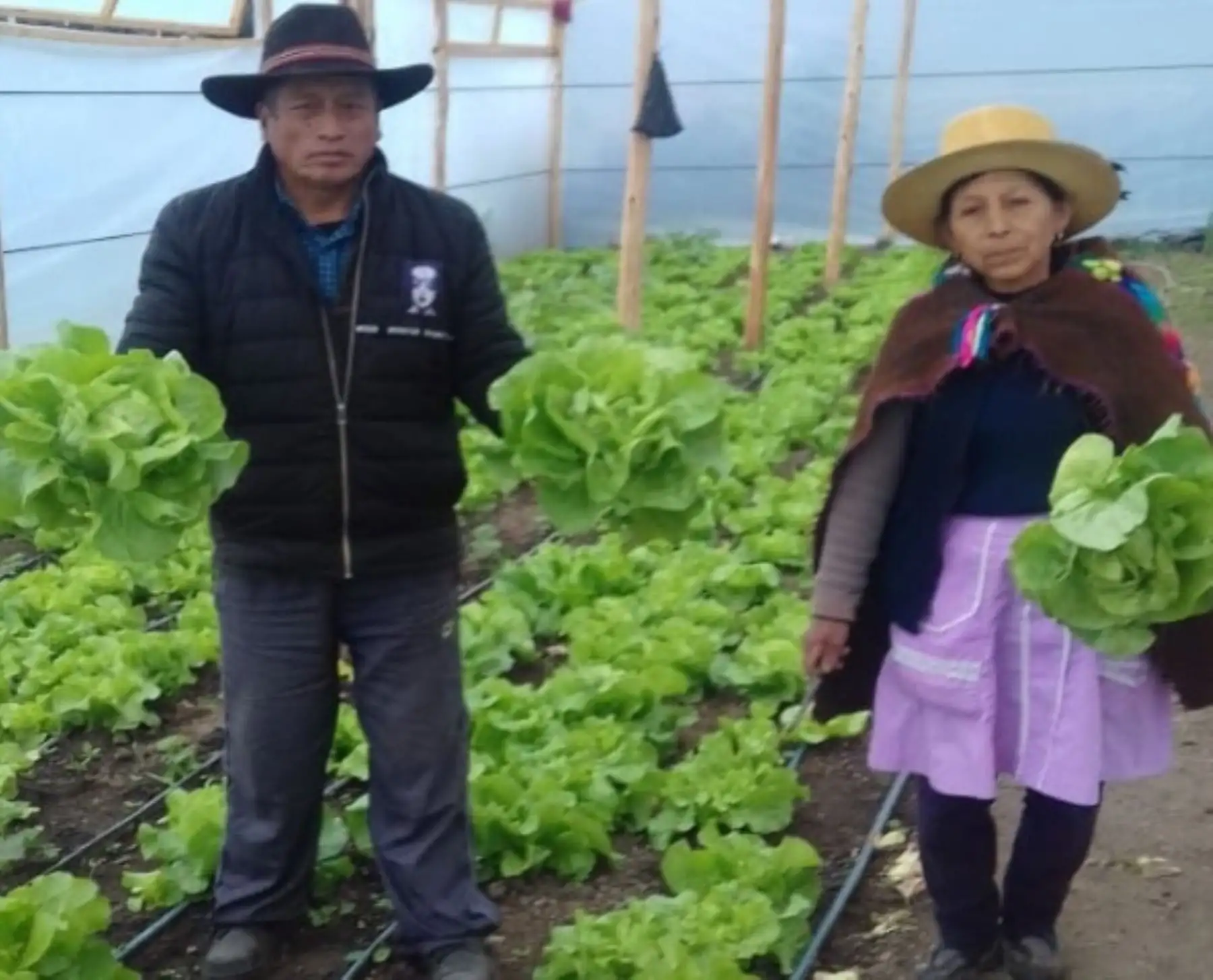 El proyecto Haku Wiñay/Noa Jayatai del Foncodes, programa nacional del Ministerio de Desarrollo e Inclusión Social (Midis), viene atendiendo a 400 familias de las comunidades rurales en varios distritos que conforman el núcleo ejecutor central Huanza-Acobamba, en la provincia de Huarochirí de la región Lima.