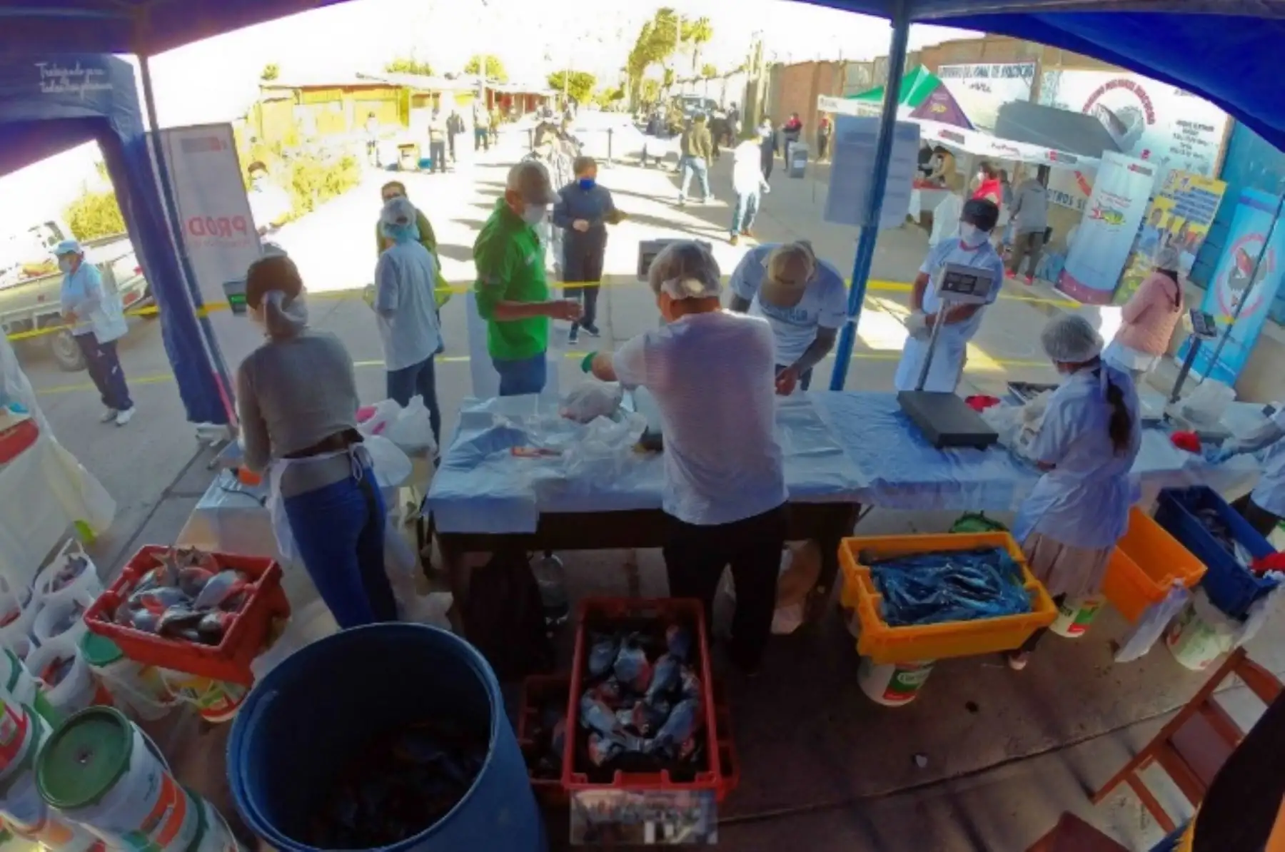 Desde que se inició la emergencia sanitaria en el país, 69 piscicultores del Valle de los Ríos Apurímac, Ene y Mantaro (Vraem), promovidos por la Comisión Nacional para el Desarrollo y Vida sin Drogas (Devida), lograron comercializar 25,088 kilos de carne de pescado, ampliando la oferta de bienes de primera necesidad y contribuyendo a la seguridad alimentaria de las familias en dicha zona del país.