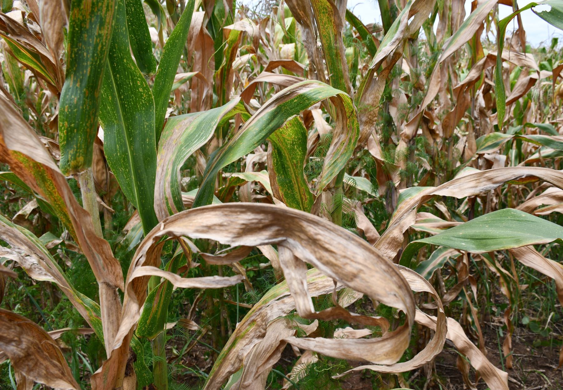 Región San Martín impulsa el cultivo de hortalizas y maíz amarillo duro en el Bajo Huallaga. Foto: Gobierno Regional de San Martín