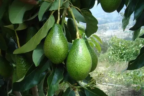 Producción de palta orgánica gana terreno en Huancavelica.