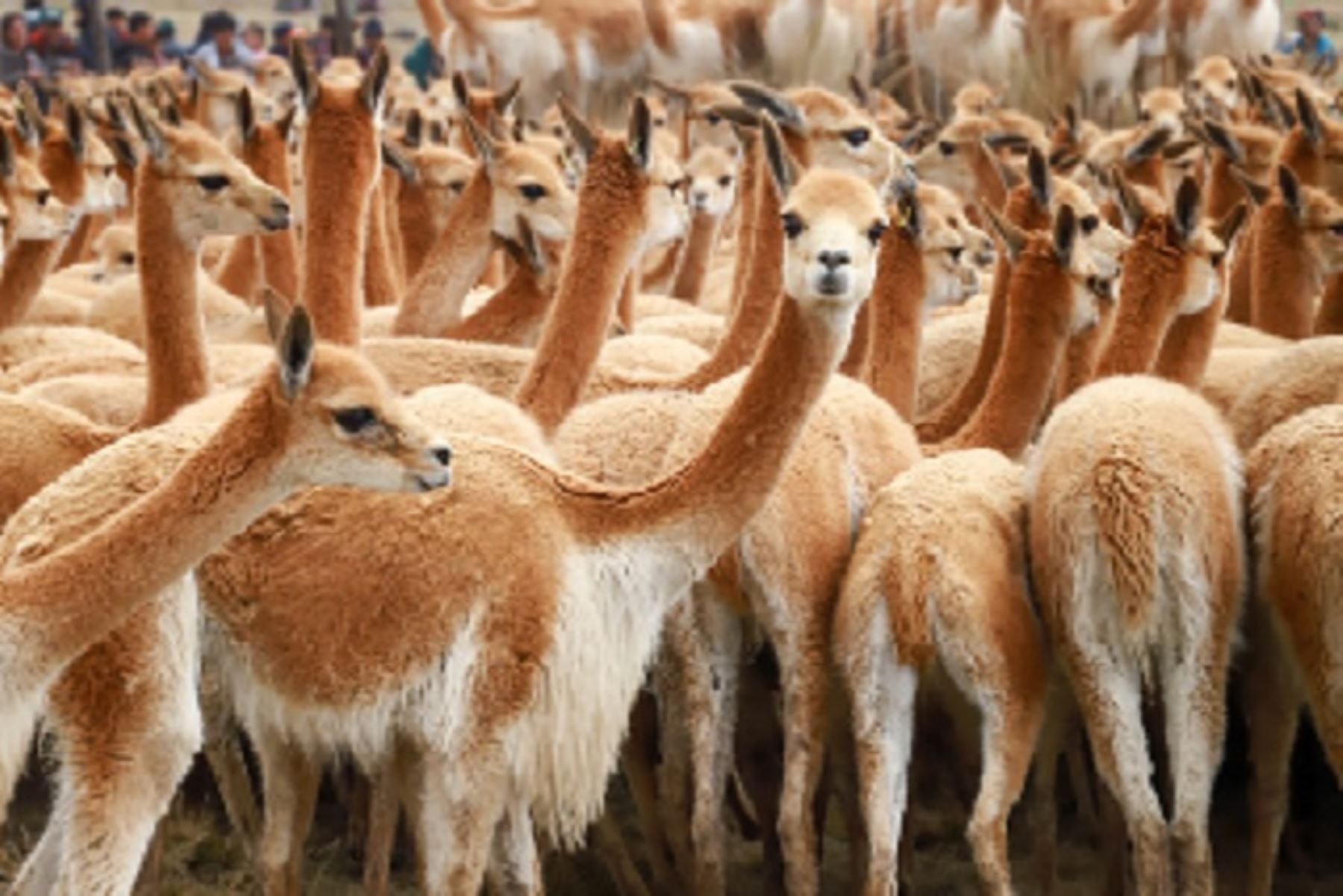 Según la denuncia, alrededor de 200 vicuñas (Vicugna vicugna) fueron asesinadas y despojadas de sus pieles a manos de cazadores furtivos que aprovecharon la ausencia de vigilancia en Ayacucho y por el estado de emergencia.